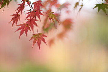 北海道大学紅葉風景