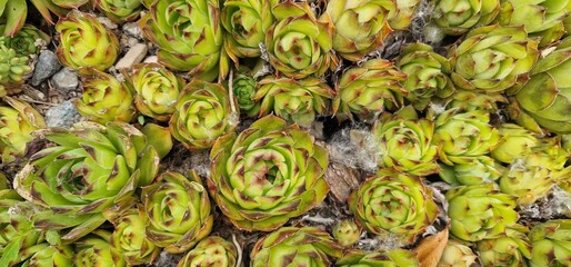 close look on a plant succulent Sempervivum houseleeks