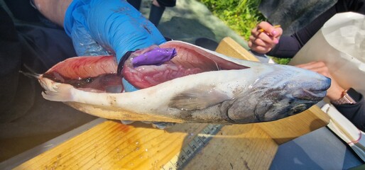 rainbow trout with ballon swallowed in his stomach mouth in alipine lake