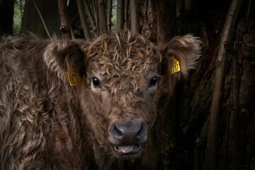 Closeup of a Galloway cattle, a portrait of a brown furry beef cattle captured in a farm