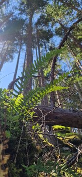 ferns (Polypodiopsida or Polypodiophyta) are a group of vascular plants (plants with xylem and phloem) that reproduce via spores and have neither seeds nor flowers. They differ from mosses by being va