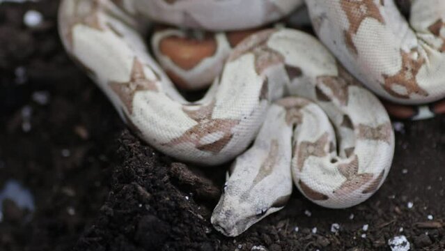 Closeup footage of a white boa constrictor