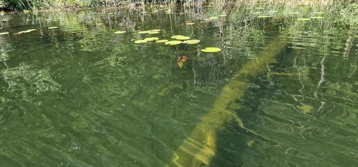timber piles trees under the water level in lake piburg austria