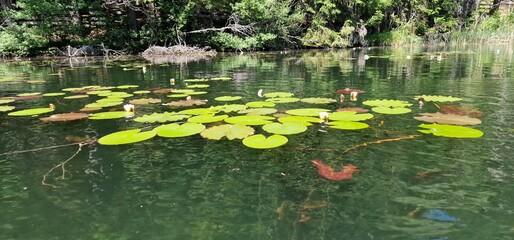 timber piles trees under the water level in lake piburg austria