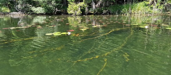 timber piles trees under the water level in lake piburg austria