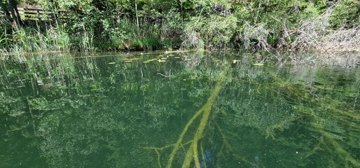 timber piles trees under the water level in lake piburg austria