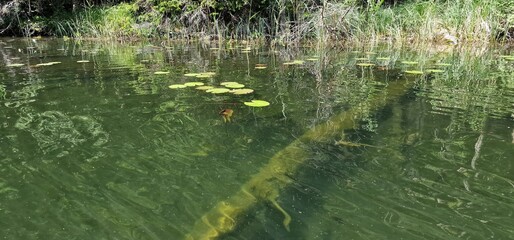 timber piles trees under the water level in lake piburg austria