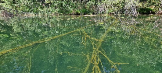 timber piles trees under the water level in lake piburg austria