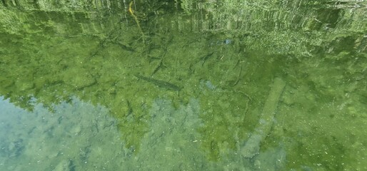 pikeperch underwater of a subalpine lake Piburg in austria sander lucioperca