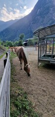 Fototapeta na wymiar Horses on pasture in the Austrian Alps create a scene of bucolic beauty, where the majestic creatures graze freely against a backdrop of stunning alpine landscapes. The expansive meadows provide a nat