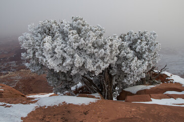 Frosted cedar on canyon rim
