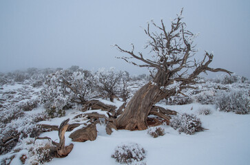 Twisted tree in winter