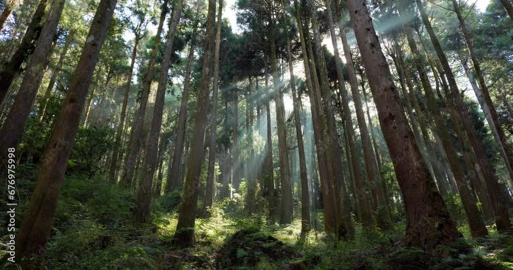 Canvas Prints sunlight over the pine tree forest