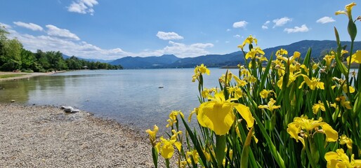 Lake Tegernsee in germany and irises on the bank blooming
