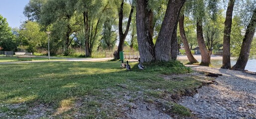 mallard or wild duck is a dabbling duck that breeds throughout the temperate and subtropical Americas, Eurasia, and North Africa. It has been introduced to New Zealand, Australia, Peru, Brazil, Urugua