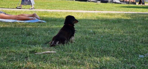Obraz na płótnie Canvas dachshund, also known as the wiener dog, badger dog, doxie, and sausage dog, is a short-legged, long-bodied, hound-type dog breed. The dog may be smooth-haired, wire-haired, or long-haired. Coloration