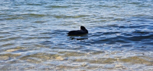Fototapeta premium Coots are medium-sized water birds that are members of the rail family, Rallidae. They constitute the genus Fulica, the name being the Latin term for 