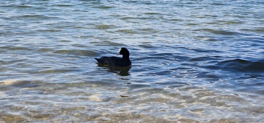 Coots are medium-sized water birds that are members of the rail family, Rallidae. They constitute the genus Fulica, the name being the Latin term for 