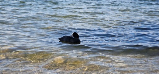 Coots are medium-sized water birds that are members of the rail family, Rallidae. They constitute the genus Fulica, the name being the Latin term for 