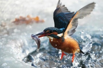 Closeup shot in motion of kingfisher bird with wide open wings hunting fish in river on sunny day