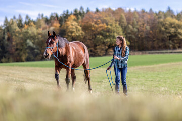 A female equestrian during basic work in natural horsemanship with her bay brown trotter horse in autumn on a meadow outdoors - obrazy, fototapety, plakaty