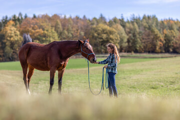 A female equestrian during basic work in natural horsemanship with her bay brown trotter horse in autumn on a meadow outdoors