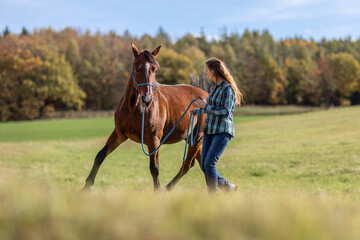 A female equestrian during basic work in natural horsemanship with her bay brown trotter horse in autumn on a meadow outdoors