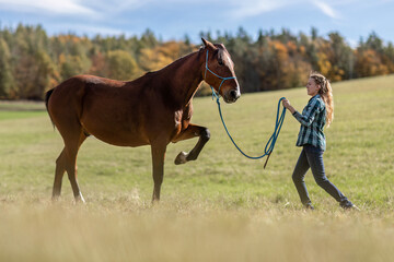 A female equestrian during basic work in natural horsemanship with her bay brown trotter horse in...