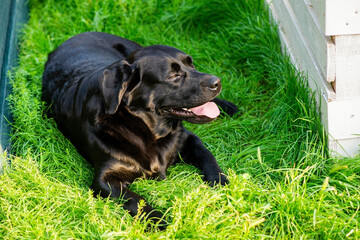 A black labrador retriever resting on the grass on a sunny day. Pet, animal.
