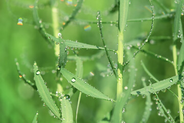 Flax plant with water drops on it on a sunny day. Natural green plant background.