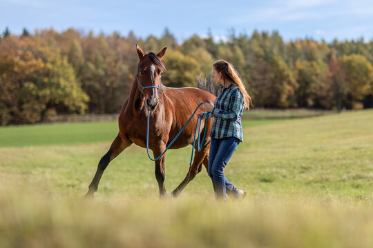 A female equestrian during basic work in natural horsemanship with her bay brown trotter horse in autumn on a meadow outdoors - Powered by Adobe