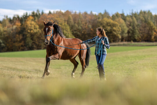 A female equestrian during basic work in natural horsemanship with her bay brown trotter horse in autumn on a meadow outdoors