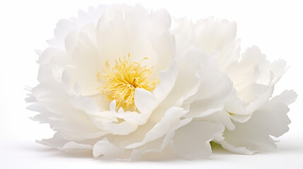 Closeup view of white peony flower on white isolated background. Condolence card. Empty place for emotional, sentimental text, quote or sayings - obrazy, fototapety, plakaty