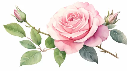 Fotobehang Elegant rose flower spring floral watercolor on white isolated background. pink rose watercolor illustration. © Lalaland