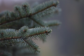 Beautiful closeup of a spruce tree branches- perfect for background use