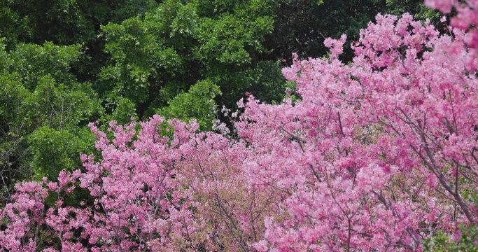 Blossoming sakura trees in full splendor