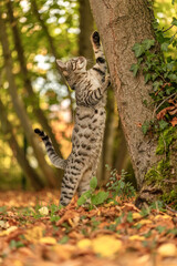 A striped bengal mix cat playing and climbing on a tree in autumn outdoors