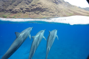 Hawaiian Spinner Dolphins in the Wild 