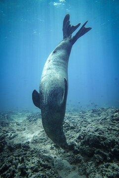 Hawaiian Monk Seal in Hawaii 