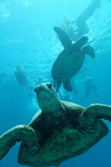Obraz na płótnie Canvas Hawaiian Green Sea Turtles Swimming in Hawaii 