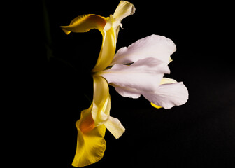 iris on black background