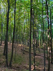 Fototapeta premium Vertical shot of tall thin green trees in a beautiful forest