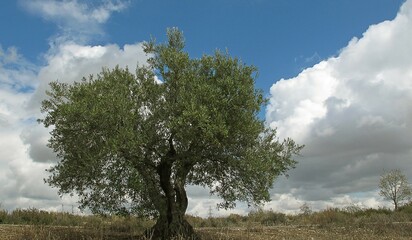 tree in the field