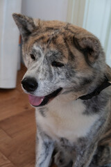 A dog sitting on the floor, tongue happily sticking out, expressing contentment and playfulness.