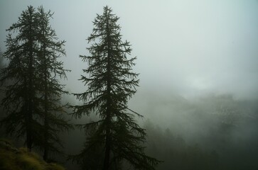 Forest surrounded by dense trees during fog