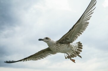 Closeup shot of the European herring gull flying in the sky