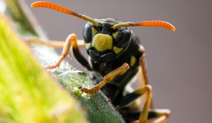 close up of a wasp