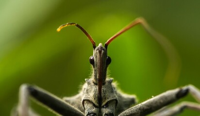 close up of a wasp on leaf