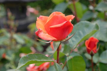 Fototapeta premium red rose in garden