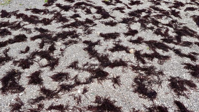 海岸の上で干されている布海苔
